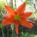 Hippeastrum cf. puniceum (5)