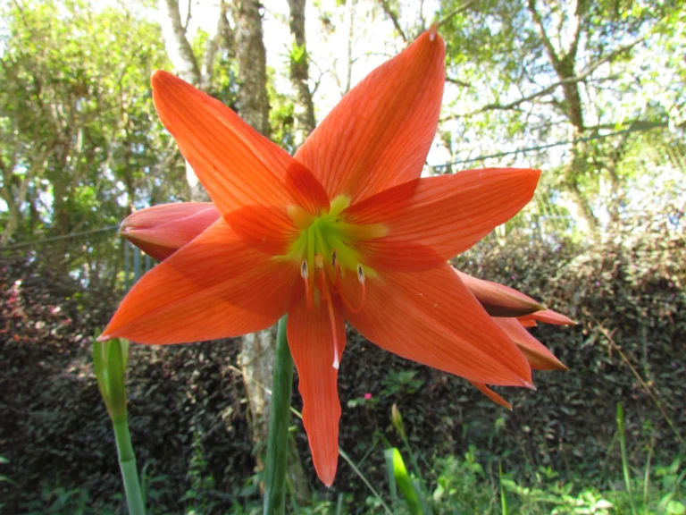 Hippeastrum cf. puniceum (5)
