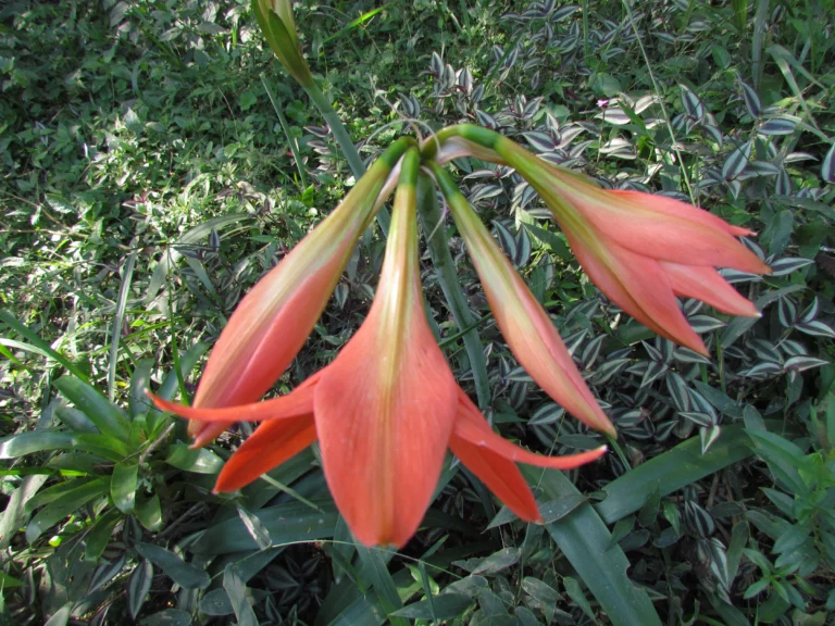 Hippeastrum cf. puniceum (3)
