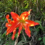 Hippeastrum blossfeldiae (10)