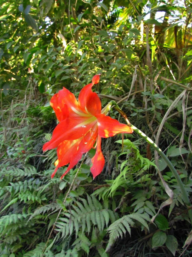 Hippeastrum blossfeldiae (2)