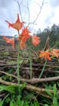 Hippeastrum blossfeldiae (1)