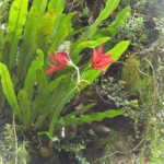 Hippeastrum aulicum (12)