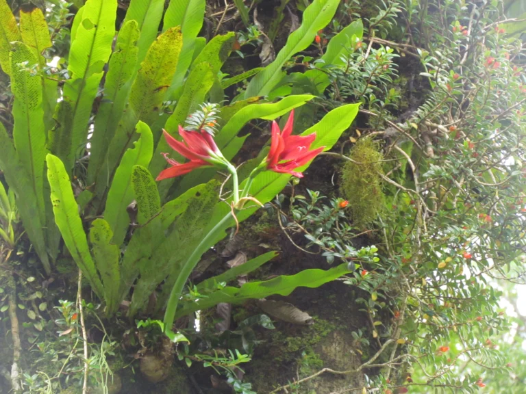 Hippeastrum aulicum (11)