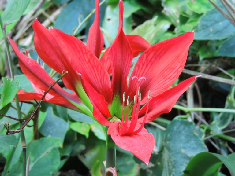 Hippeastrum aulicum (9)