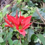 Hippeastrum aulicum (8)