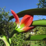 Hippeastrum aulicum (5)