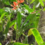 Hippeastrum aulicum (2)