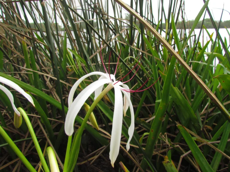 Crinum americanum (10)