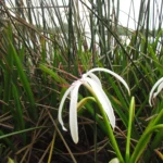 Crinum americanum (9)