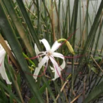 Crinum americanum (6)