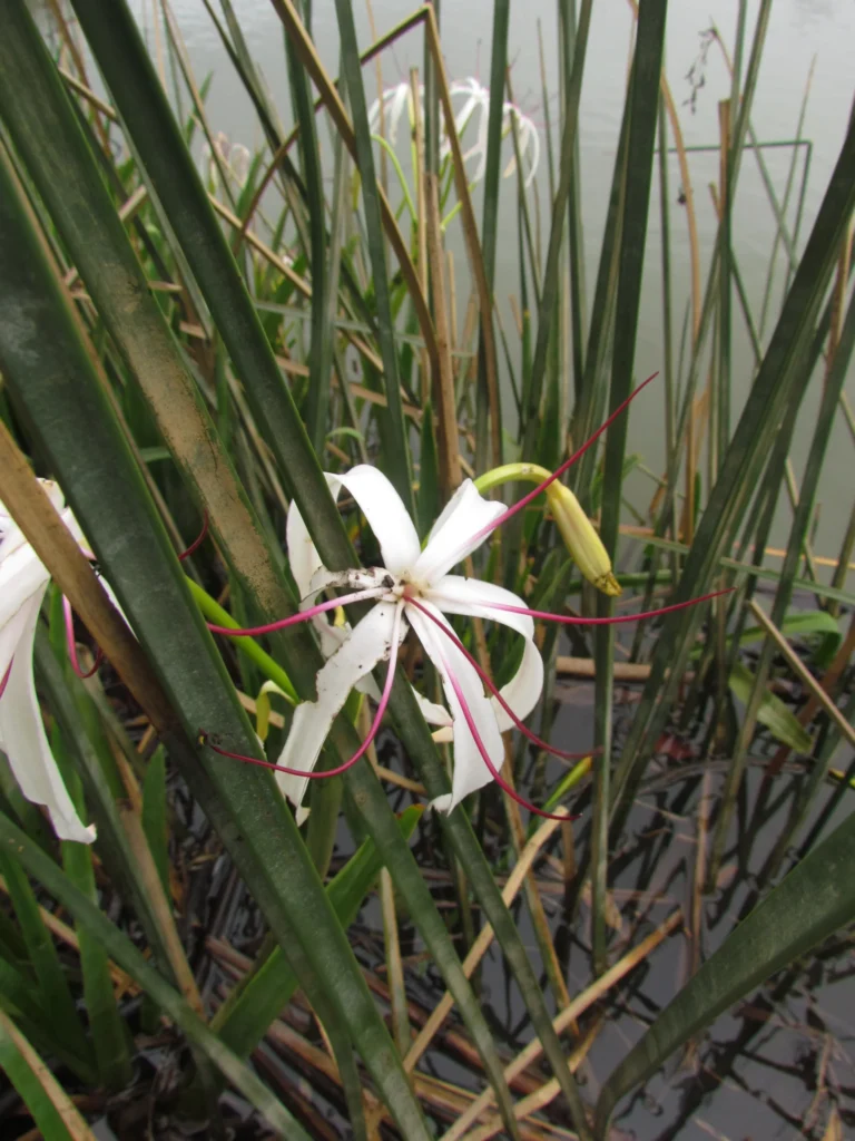Crinum americanum (6)