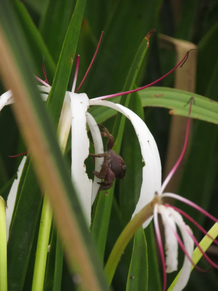 Crinum americanum (3)