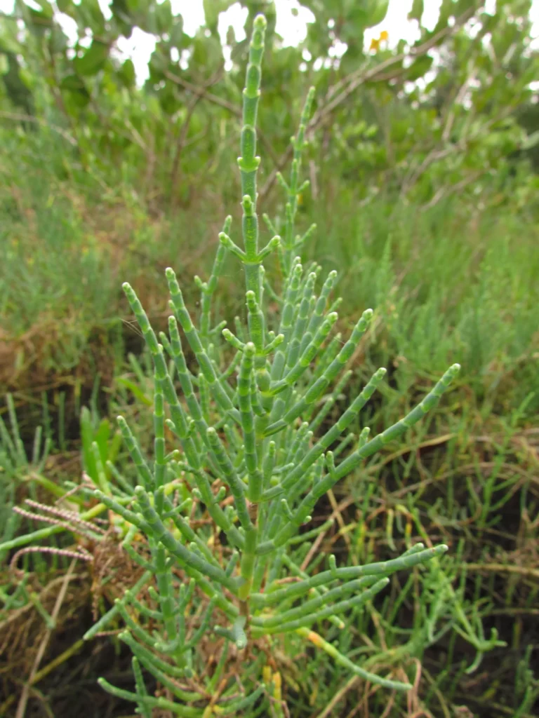 Sarcocornia ambigua (15)