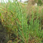 Sarcocornia ambigua (14)