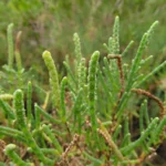 Sarcocornia ambigua (11)