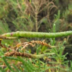 Sarcocornia ambigua (10)