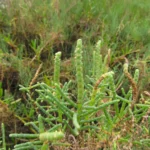 Sarcocornia ambigua (6)