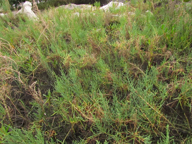 Sarcocornia ambigua (4)