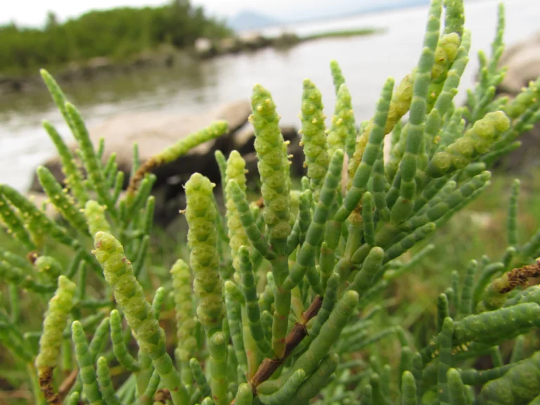 Sarcocornia ambigua (3)