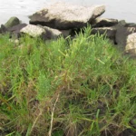 Sarcocornia ambigua (2)