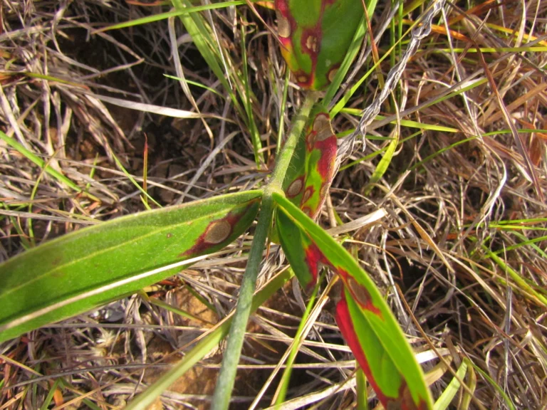 Pfaffia tuberosa (7)