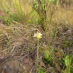 Pfaffia tuberosa (5)