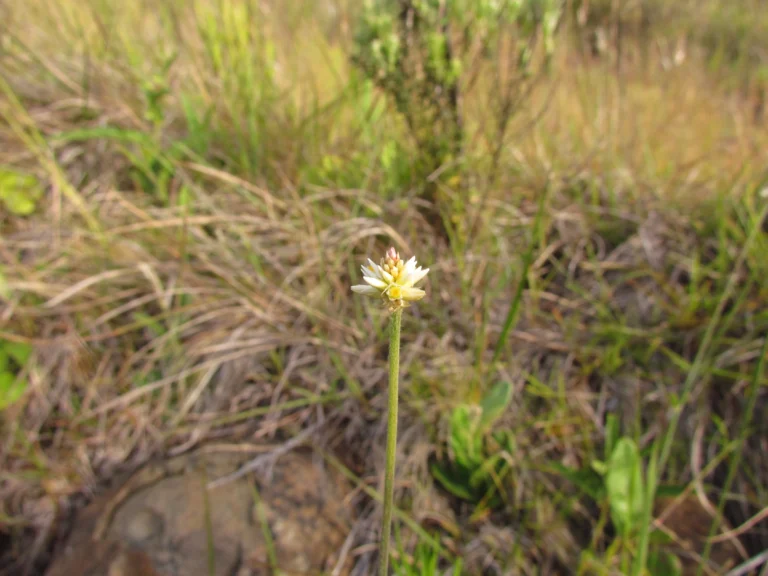 Pfaffia tuberosa (5)