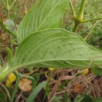 Pfaffia glomerata (42)