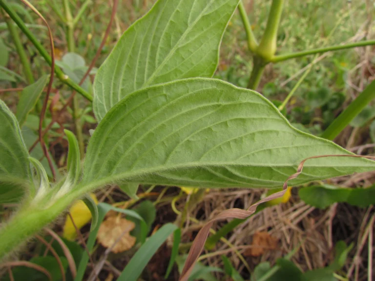 Pfaffia glomerata (42)
