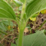 Pfaffia glomerata (43)