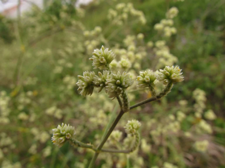 Pfaffia glomerata (36)