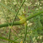 Pfaffia glomerata (37)