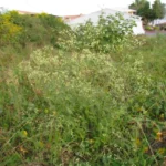 Pfaffia glomerata (29)
