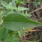 Pfaffia glomerata (20)