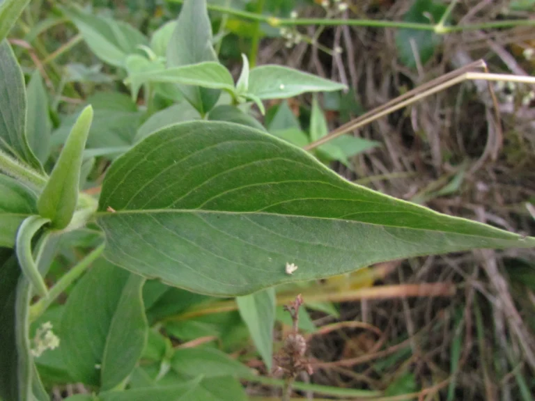 Pfaffia glomerata (20)