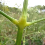 Pfaffia glomerata (21)
