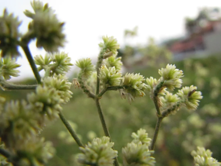 Pfaffia glomerata (17)