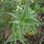 Pfaffia glomerata (18)