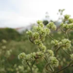Pfaffia glomerata (15)