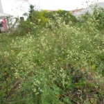 Pfaffia glomerata (11)