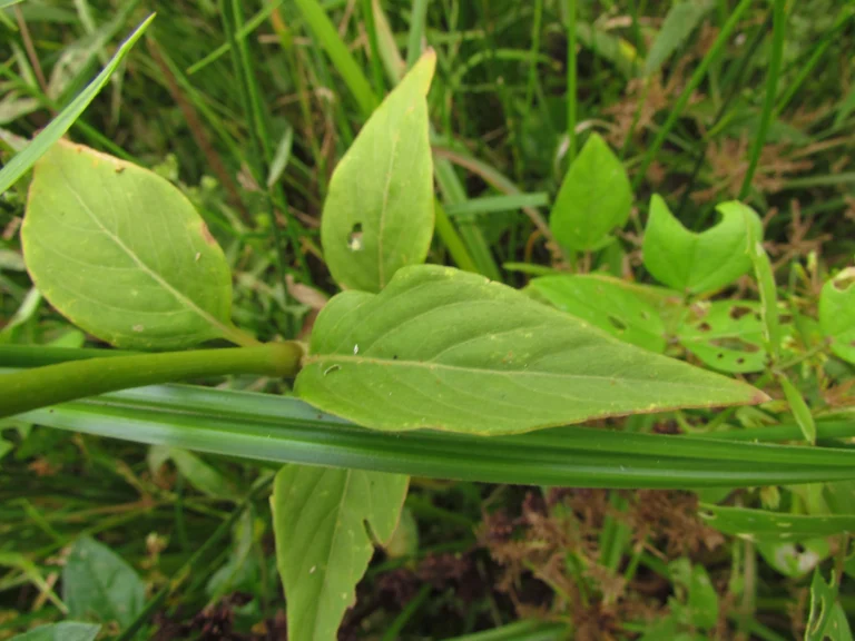 Pfaffia glomerata (4)