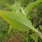 Pfaffia glomerata (2)