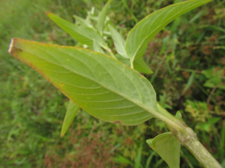 Pfaffia glomerata (2)