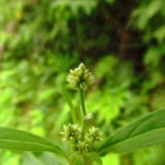 Pfaffia glabrata (4)