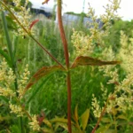 Iresine diffusa (7)
