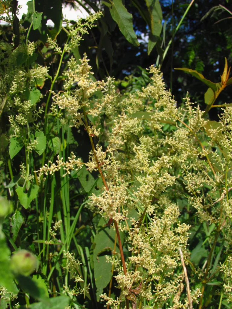 Iresine diffusa (3)
