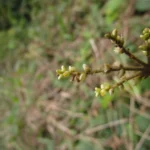 Hebanthe pulverulenta (12)