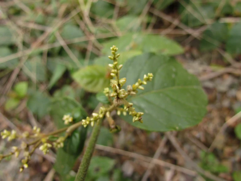 Hebanthe pulverulenta (10)