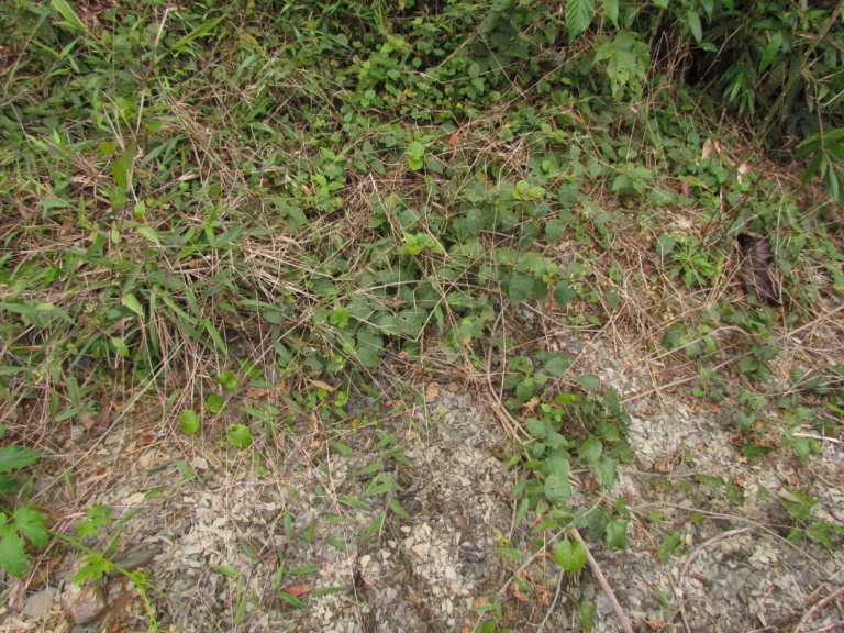 Hebanthe pulverulenta (6)